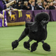 Illustration for article titled Westminster Dog Show awards top prize to bio-engineered beast instead of a nice golden retriever